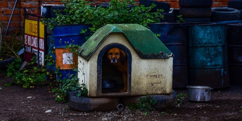 Top 5 Best German shepherd Dog House