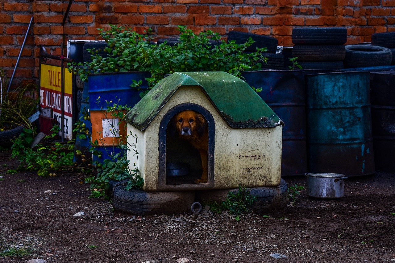 🥇🐶Top 5 Best German Shepherd Dog House in 2023