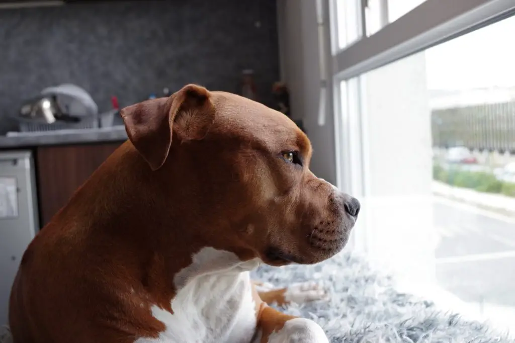 Best Dog Beds for Pitbulls