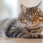 How to Remove Cat Urine Odor
