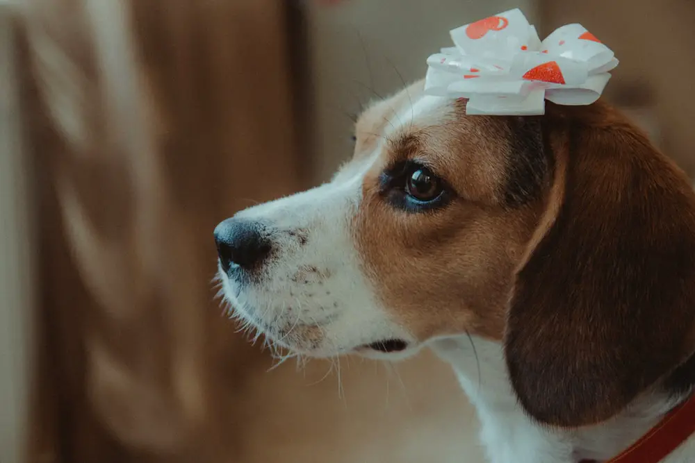 How Long Are Dogs In Heat For The First Time 