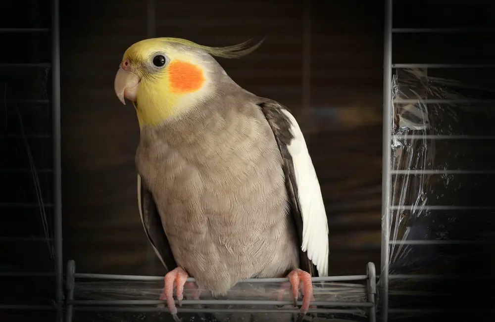 best-cage-size-for-a-cockatiel