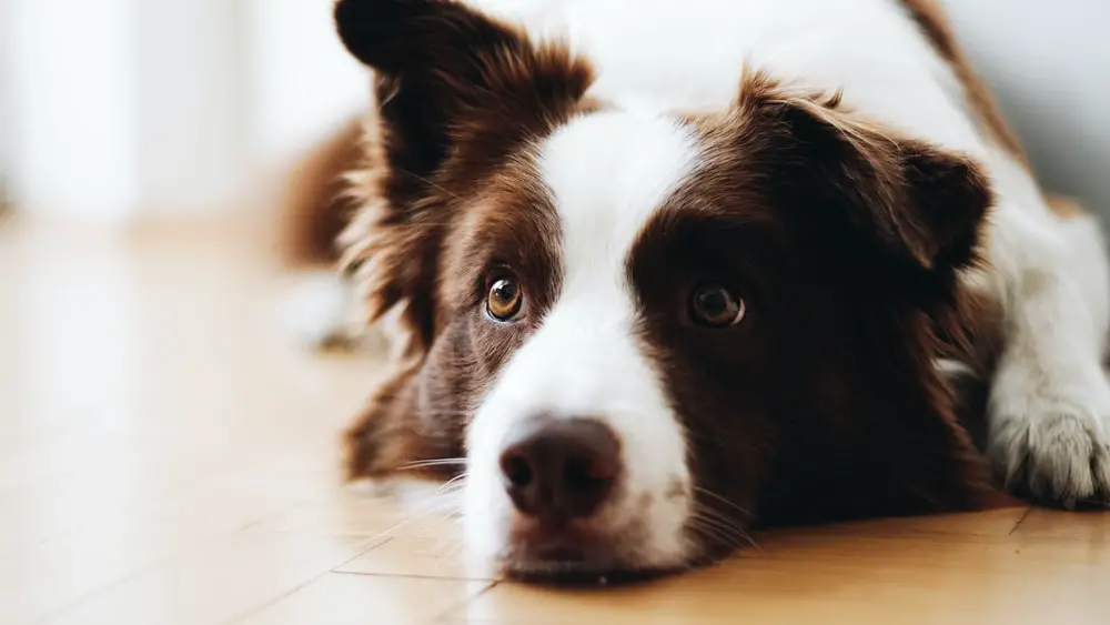 how-long-do-dogs-stay-in-heat-for