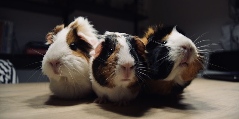 Close up of three guinea pigs