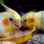 🥇What Is the Best Cockatiel Food?