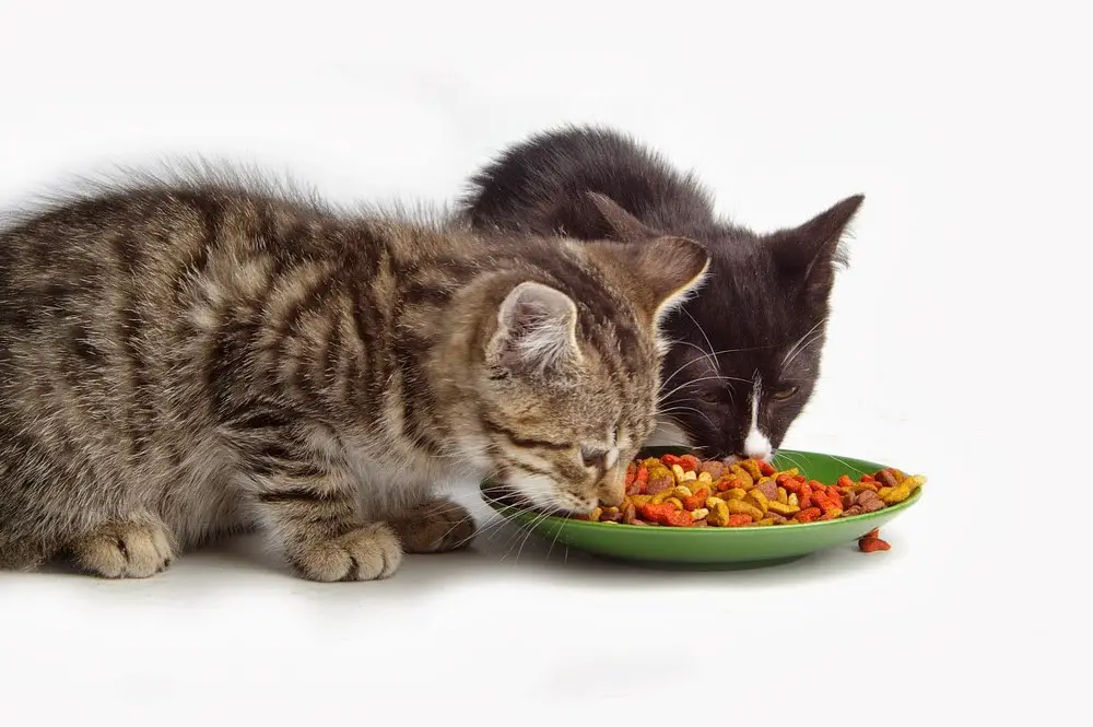 Top Tips For Giving CBD Oil and Treats To Your Cat كيفية تحضير طعام للقطط الصغيرة في 13 خطوة بسيطة! 1 كيفية تحضير طعام للقطط الصغيرة في 13 خطوة بسيطة!