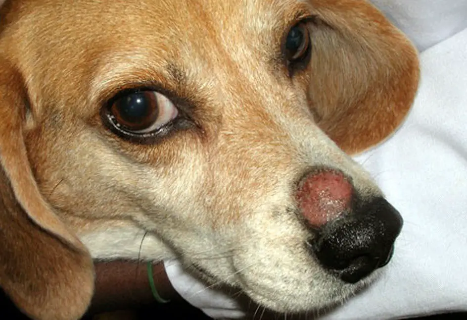 What Can You Use For Ringworm On A Dog