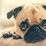 What Can You Give A Dog For Anxiety?