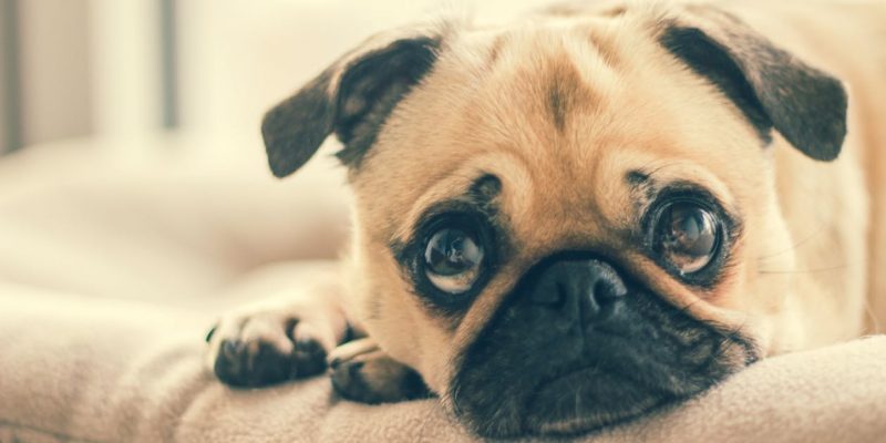 Dogs experience anxiety for a number of different reasons