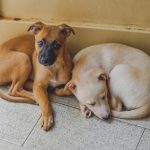 Adopt, Don’t Shop: 8 Ways to Prepare Your Home for a Rescue Dog
