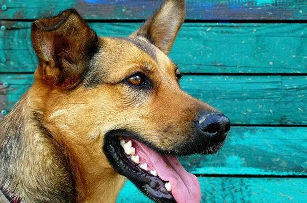 5 Must-Have Items for German Shepherd Pet Owners