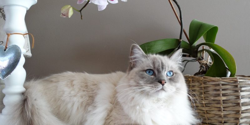 5 Most Unique Cat Breeds You've Probably Never Heard of