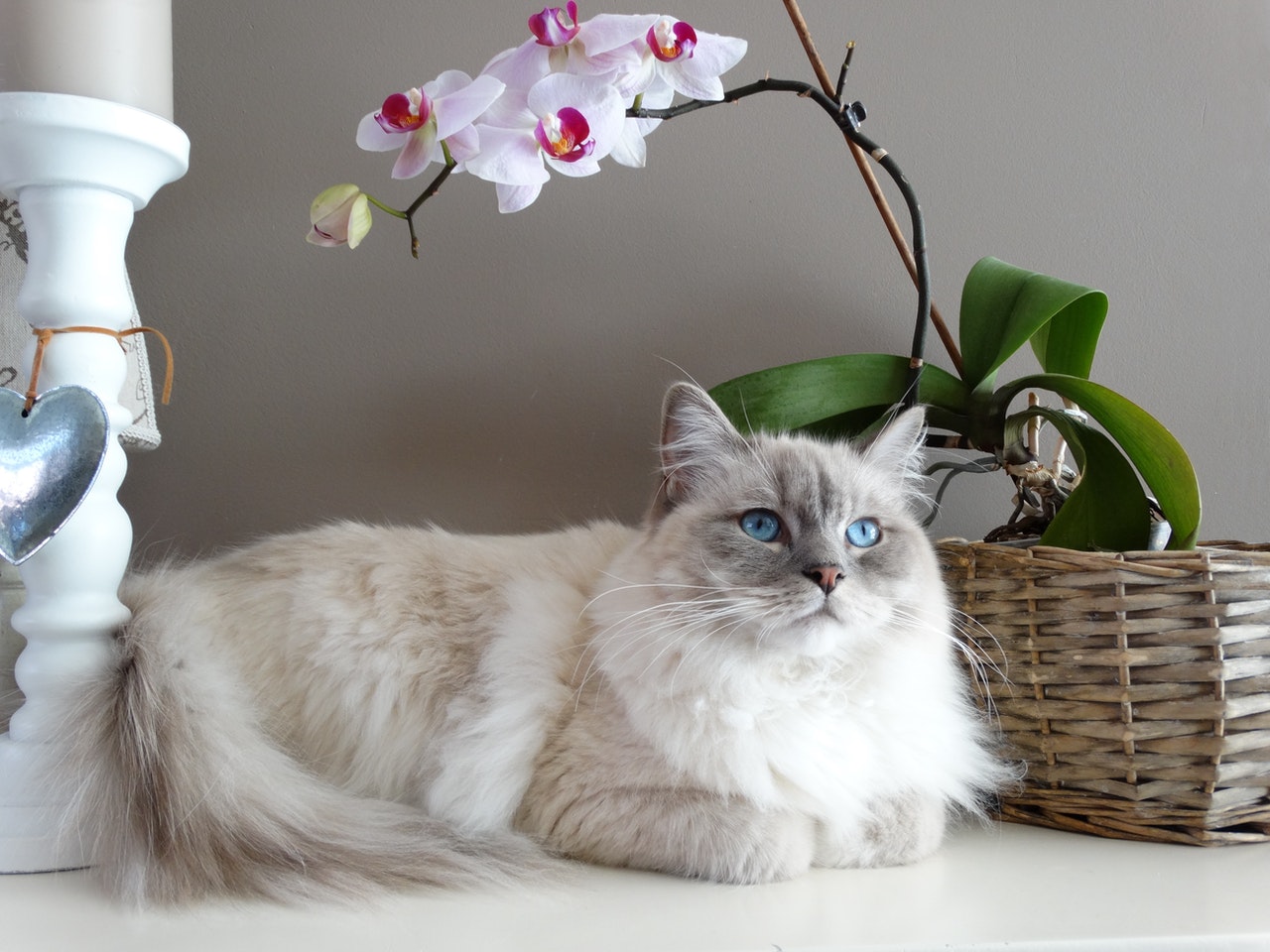 5 Most Unique Cat Breeds You've Probably Never Heard of Types Of Pet