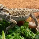 Are Bearded Dragons Good Pets?