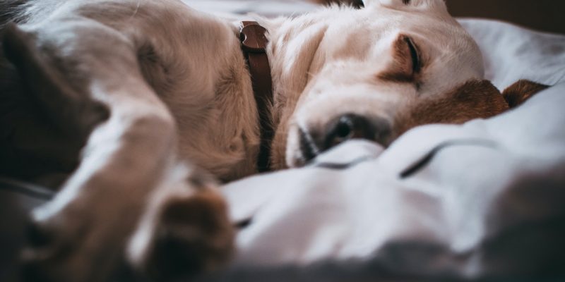 How to Deal with Canine Anxiety