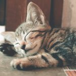 Guide To Bringing Home Your First Cat Stress-Free