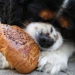 14 Human Foods That Are Safe for Dogs