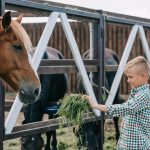 6 Essentials Of Horse Nutrition