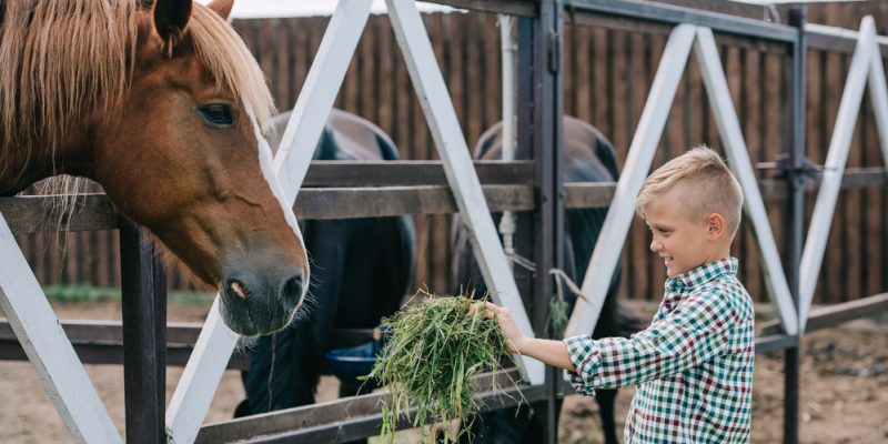 6 Essentials Of Horse Nutrition