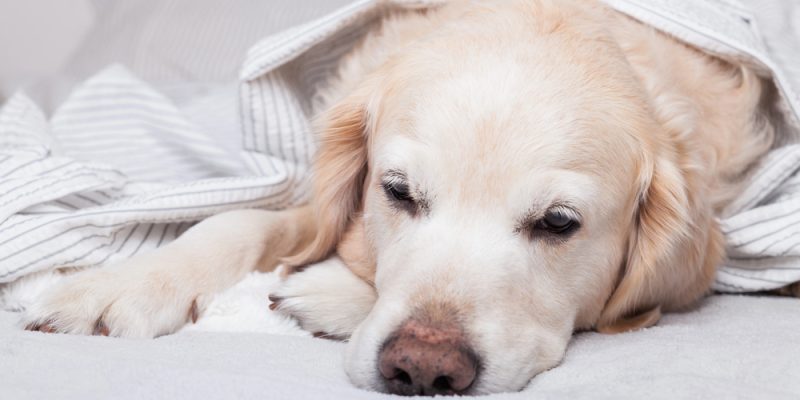 10 Signs Your Dog Might Be Unwell (and What to Do About It)